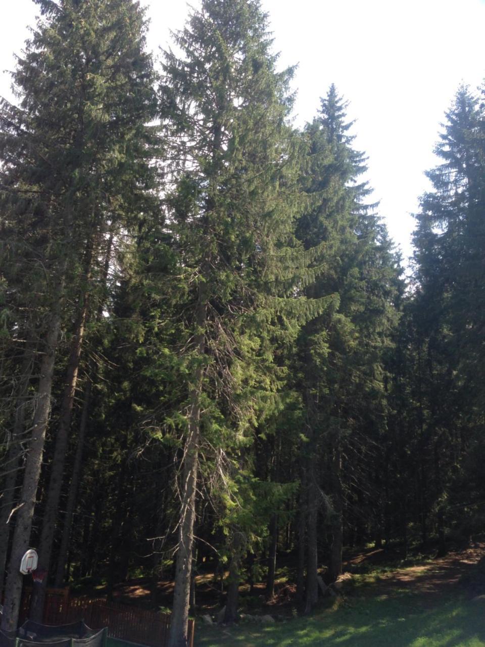 Guest House Privat Pod Lesom Pavčina Lehota Екстериор снимка
